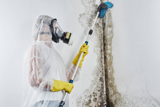 Best Mold Removal Specialists  in Wyoming, MN
