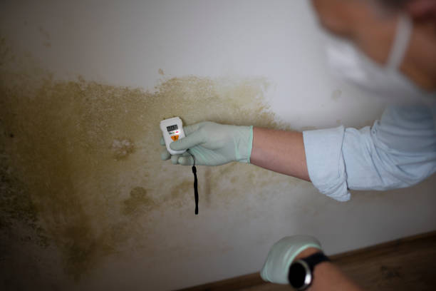 Best Certified Mold Removal  in Wyoming, MN