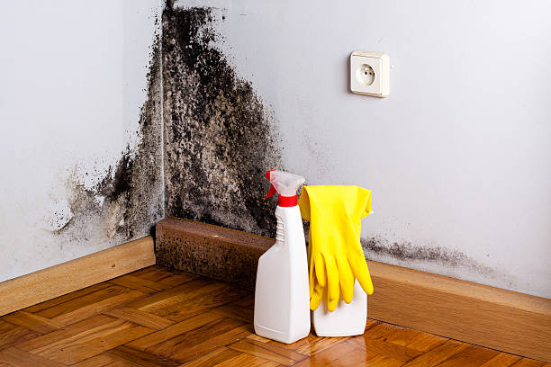Best Attic Mold Removal  in Wyoming, MN