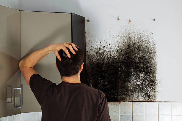 Professional Mold Removal in Wyoming, MN